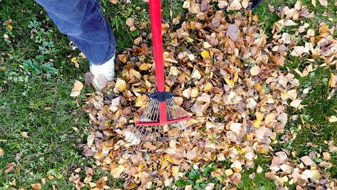 fall cleanups