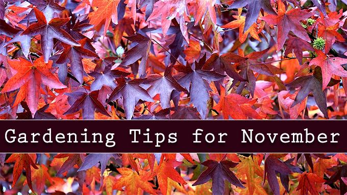 November gardeing tips