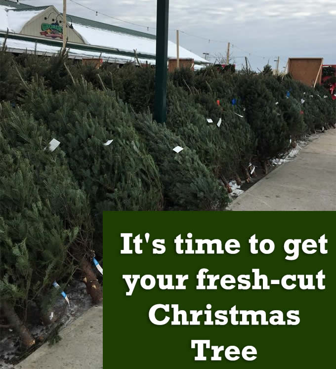 freshcut Christmas trees