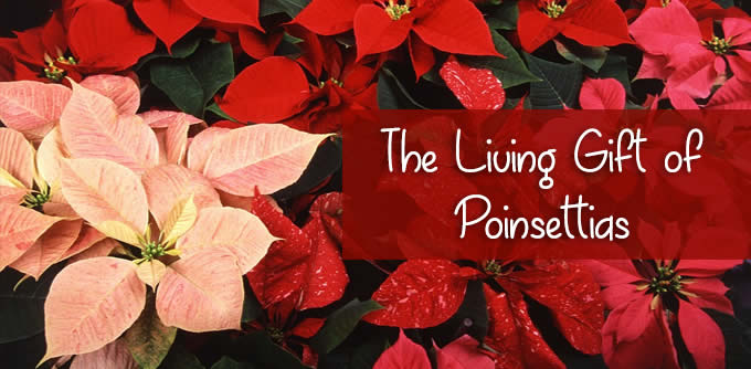 poinsettias