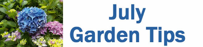 July tips