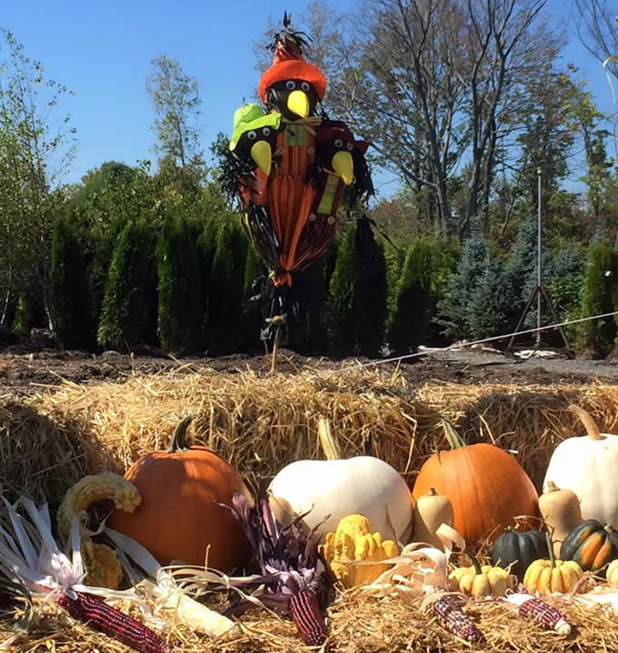 pumpkins-cornstalks