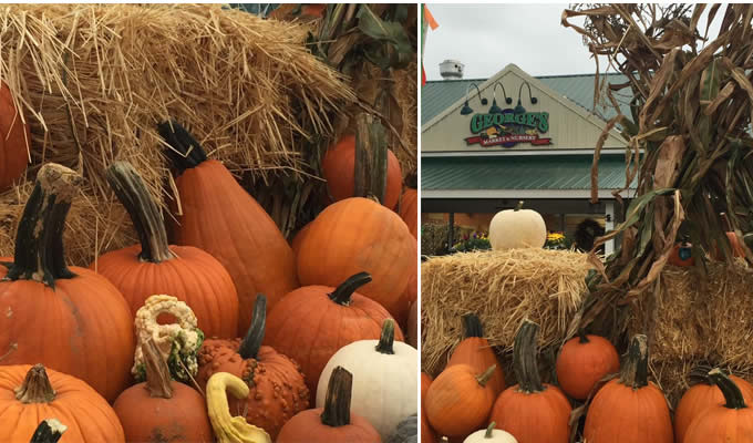 pumpkins-cornstalks