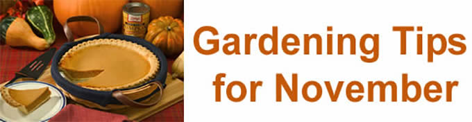 November Gardening Tips