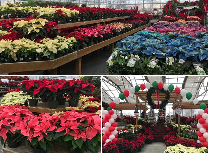 poinsettias