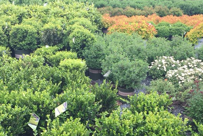 trees and shrubs