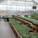 Greenhouse