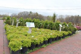 Nursery Stock