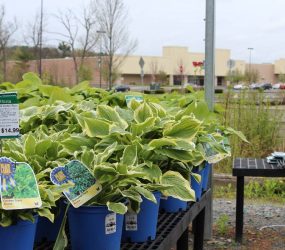 Nursery Stock - Georges Market Nursery 11