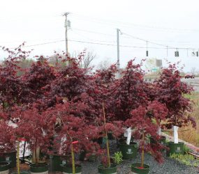 Nursery Stock - Georges Market Nursery 12