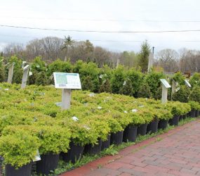 Nursery Stock - Georges Market Nursery 13