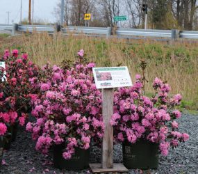 Nursery Stock - Georges Market Nursery 14