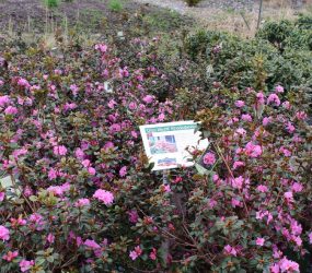 Nursery Stock - Georges Market Nursery 17