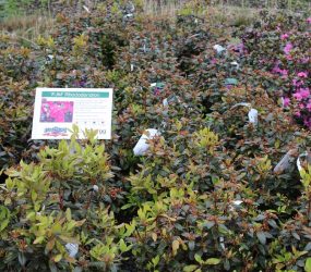 Nursery Stock - Georges Market Nursery 18