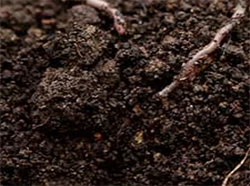 compost